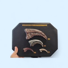Dromaeosaurid Killing Claw