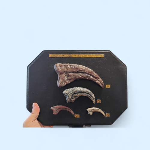 Dromaeosaurid killing claw - killing,