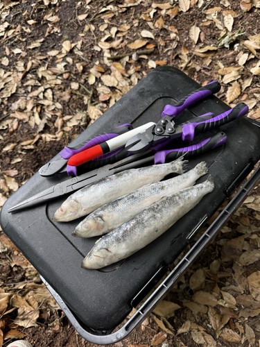 Frozen dead bait pike - dead,
