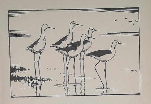 Stilt peter scott bird print - stilt,