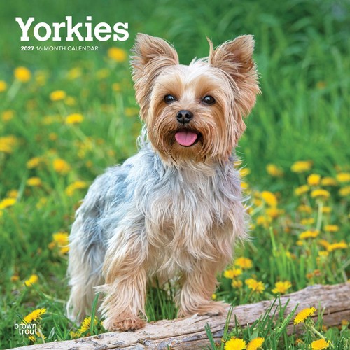 Yorkshire terriers 2027 - terriers,
