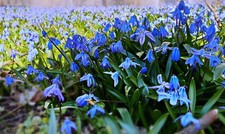 20x scilla siberica spring - 20x,