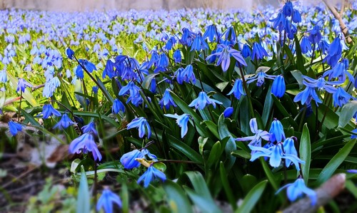 20x scilla siberica spring - scilla,