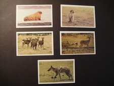 DANDY GUM DENMARK WILD ANIMALS