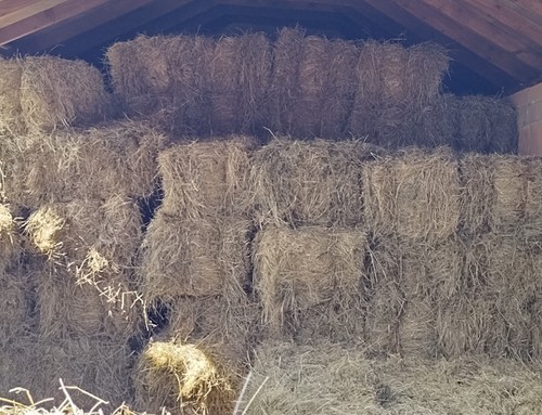 Conventional hay bales for - conventional,