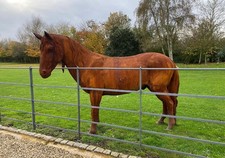Lifesize cast iron - iron, horse