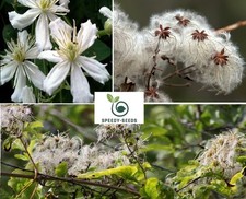 Old Man's Beard | Clematis