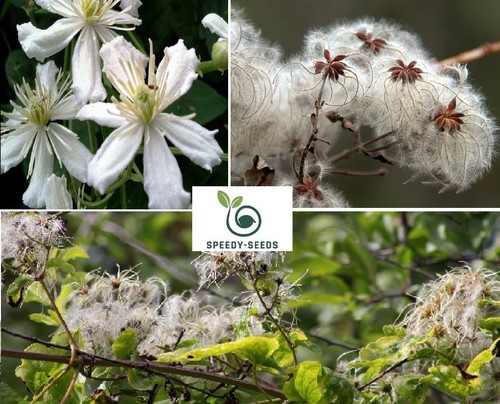 Old man beard clematis - old,