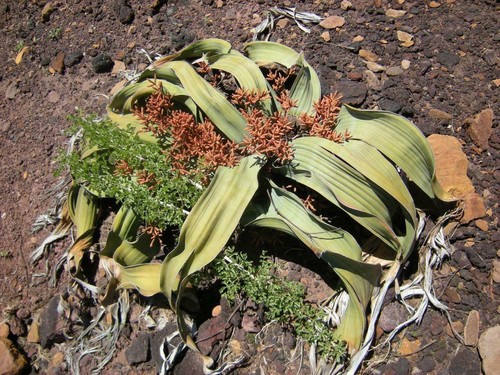 Welwitschia mirabilis tree - welwitschia,