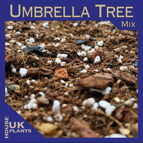 Umbrella tree soil mix - soil,