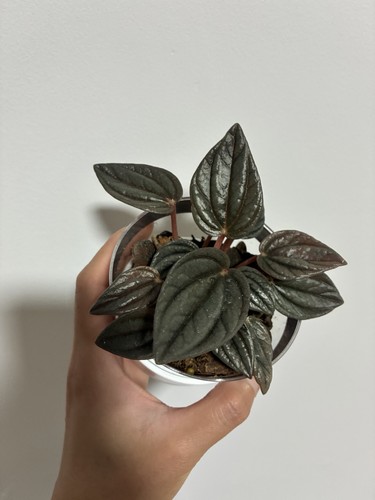 Peperomia small plant - peperomia,