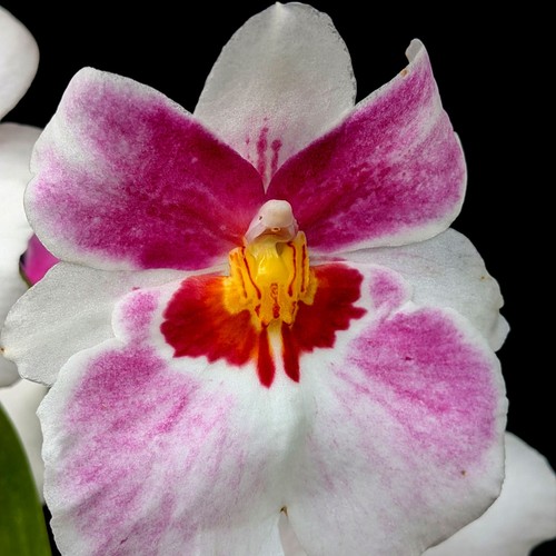 Miltonia pansy orchid - miltonia, orchid'