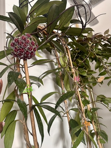 Hoya pubicalyx royal hawaiian - hoya, 'royal