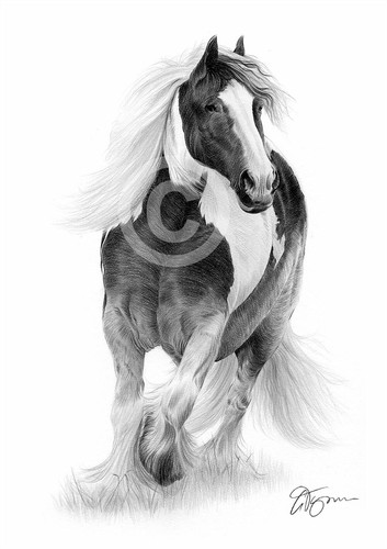 Horse gypsy cob pencil drawing - horse,