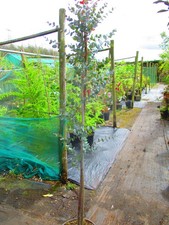 6ft inc pot - dwarf, mountain
