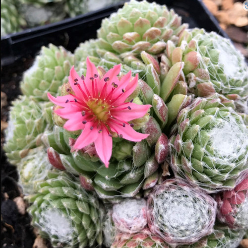 Sempervivum houseleek - sempervivum,