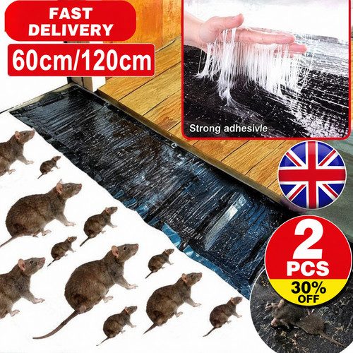 Large size mice mouse - mice,