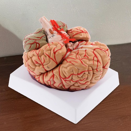 Human brain model - human,