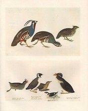 VINTAGE JOHN JAMES AUDUBON BIRD PRINT ~ QUAIL BOBWHITE ~ AUKLET MURRELET
