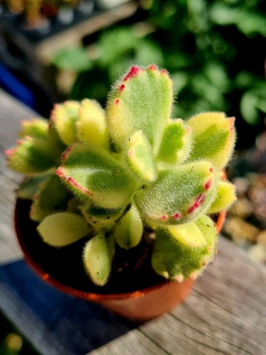 Cotyledon tomentosa variegated - tomentosa,