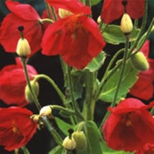 Meconopsis napaulensis (Satin