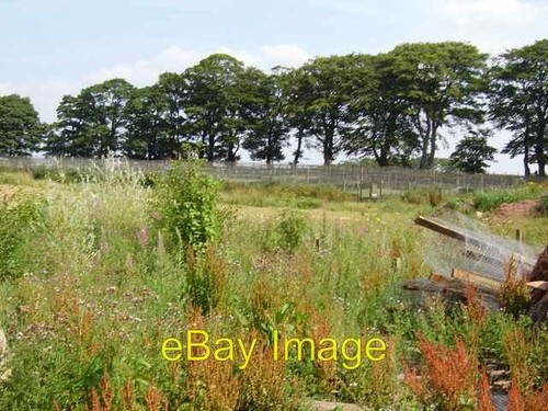 Photo 6x4 rearing pens - photo,