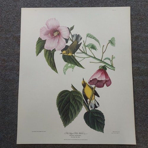 Print audubon vtg - audubon, blue