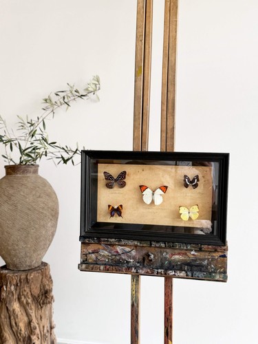 Vintage framed butterflies - vintage,