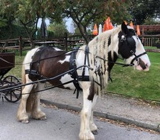 Zilco Tedex Black Horse Driving Harness Single - Full (RRP 624.99)