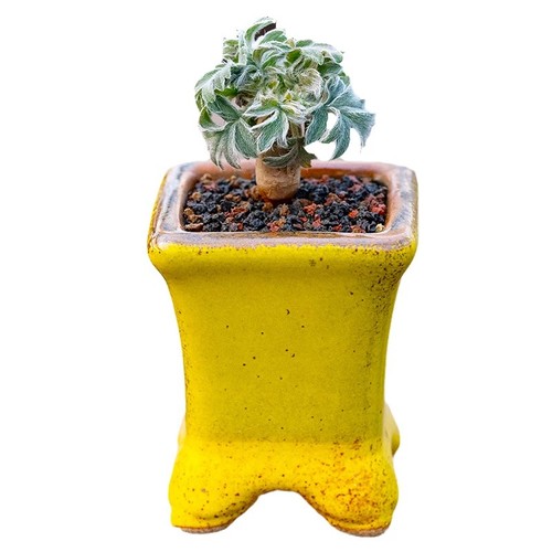 5cm succulent cactus plant - 1-1.5cm,