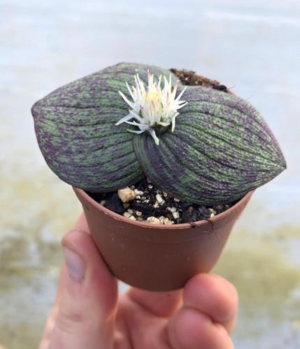 Freemasonia longipes variegata - longipes,