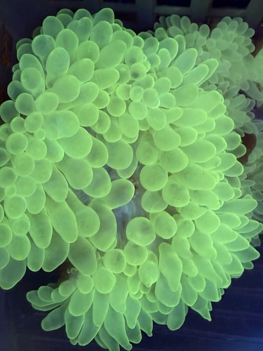 Highlighter bubble tip - ,