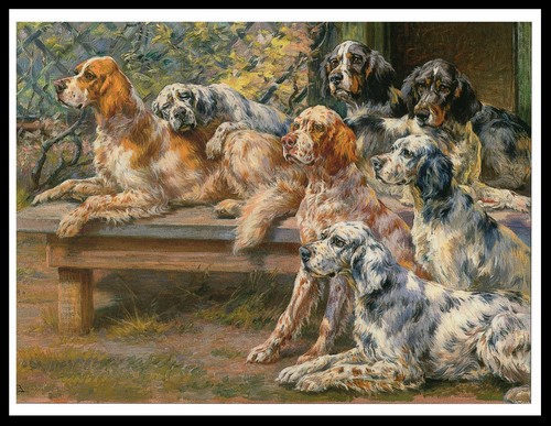 English setter group dogs - setter, of