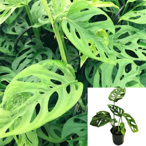 Cuttings swiss cheese split - 10,