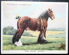 SHIRE HORSE    Draught Horse   Vintage 1939 Illustrated Card  EE12