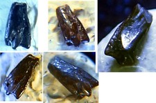 NEW LOW PRICE! UK Nuthetes Destructor Tooth