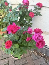 POTTED 2 LITRE HYBRID TEA ROSE PINK PEACE PERENNIAL PLANT