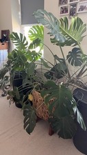 LARGE Monstera Deliciosa Swiss