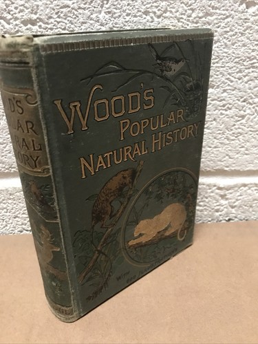 1894 wood popular natural - 1894-,
