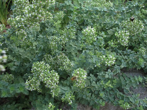 Oregano hot and - and, aromatic