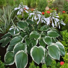 Hosta Sugar & Spice Plant in 2L Pot - Plantain Lily Garden Herbaceous Perennial