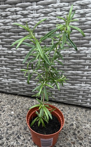 Large rosemary herb plant - large,