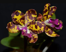 Lc. Jungle Eyes cattleya