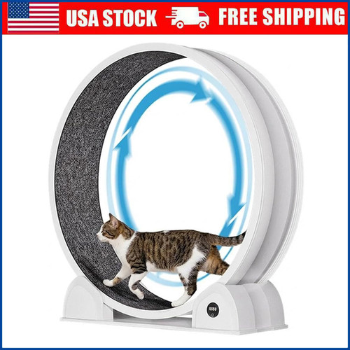 Indoor cat exercise - indoor,