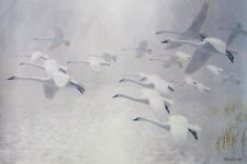 PETER SCOTT SIGNED LIMITED