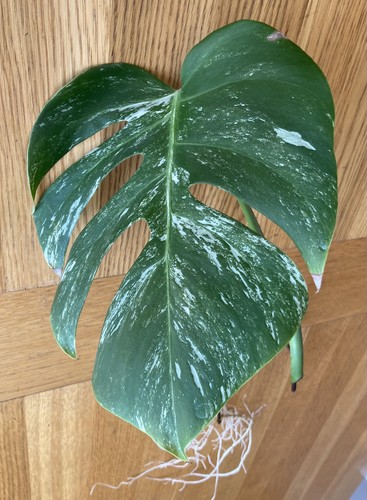 Monstera deliciosa albo - deliciosa,