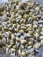 Green Money Cowries Shells 50