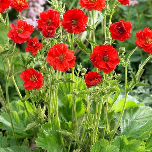 Garden ready 9cm plant - ready, x