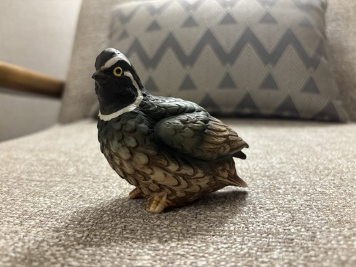 Kelvin northern bobwhite - northern,
