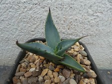 AGAVE sp. JAUMAVE, shown in